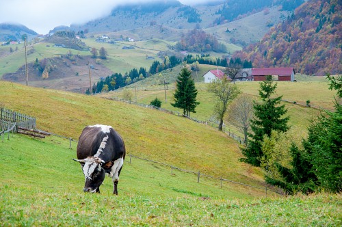 Cow mountain pasture free photo