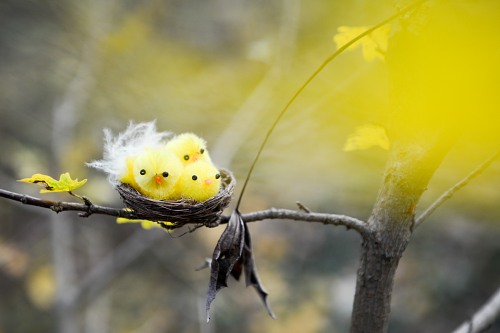 Cute fluffy yellow bird offsprings in a tree nest free photo