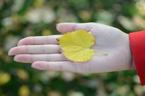 Girl holding autumn leaf in hand free photo