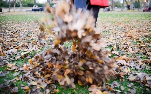 Girl kicking pile of leafs in a park free photo