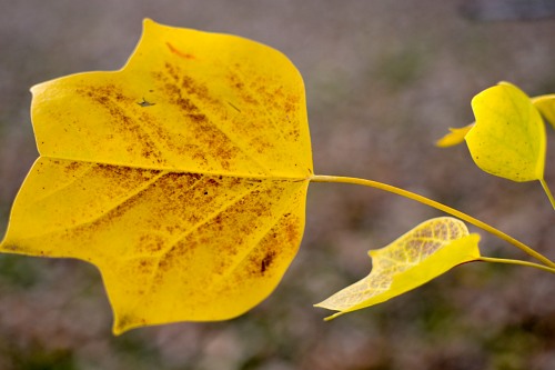 Isolated autumn leaf free photo