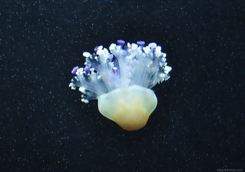 Jellyfish free photo