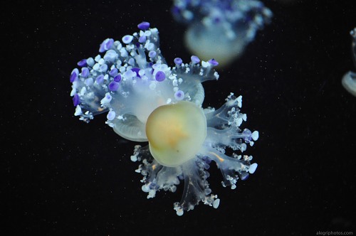 Jellyfishes free photo