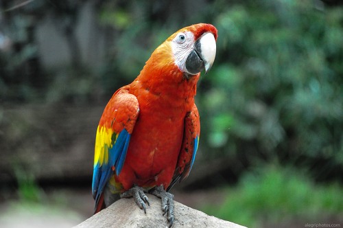 Macaw parrot free photo