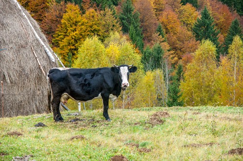 Milk cow farm pasture free photo