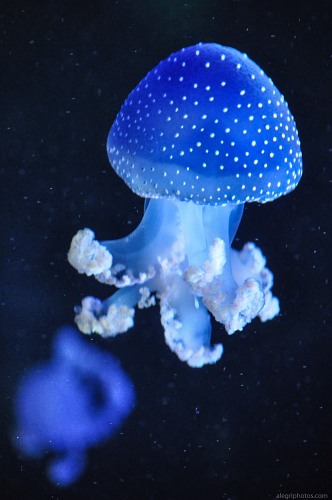 Neon blue jellyfish free photo