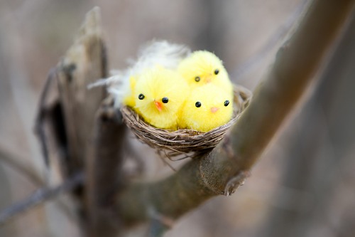 Nest in branch with three yellow birds free photo