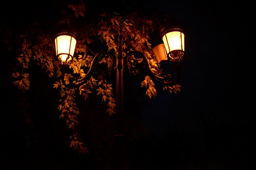 Night stree light tree free photo
