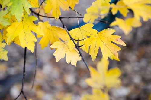 Seasonal autumn leaves branch forest free photo