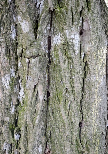 Tree bark texture free photo