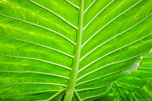 Tropical plant leafs free photo