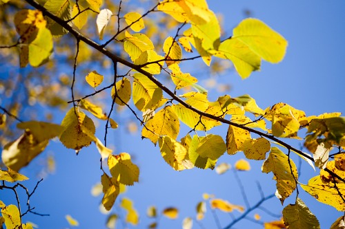 Yellow tree branch leaves free photo