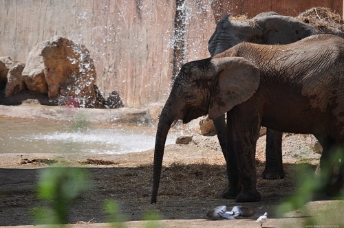 Afican elephants next to waterfall free photo