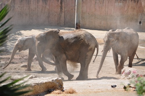African elephants running at zoo free photo