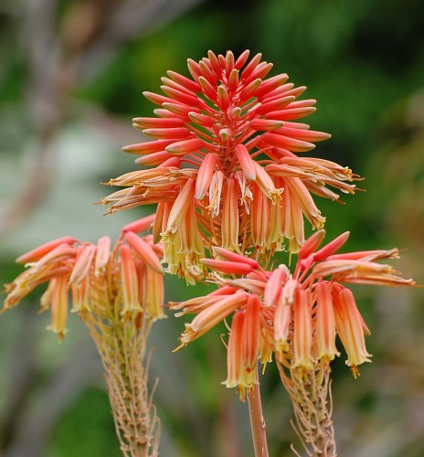 Aloe flowers free photo