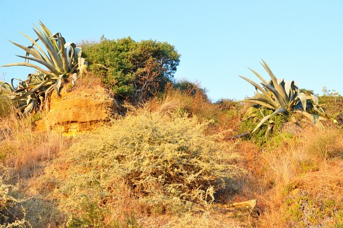 Aloe plants on hill free photo