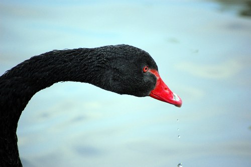 Black swan head free photo