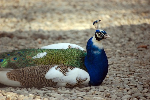 Blue peacock resting free photo