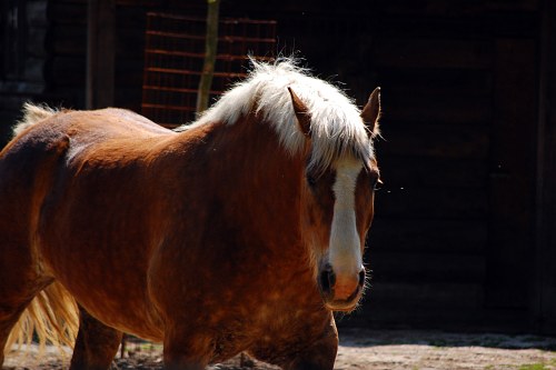 Brown sorrel horse free photo