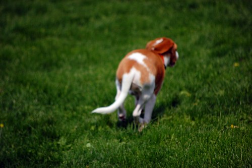 Dog running in grass free photo