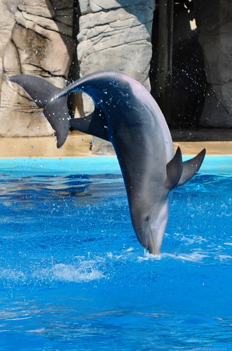Dolphin free photo