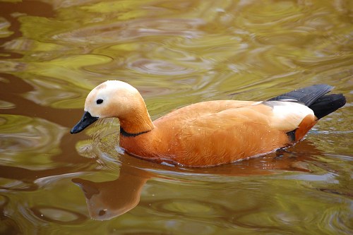 Duck floating on a lake free photo