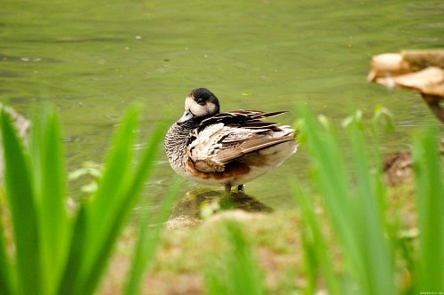 Ducks and pond free photo