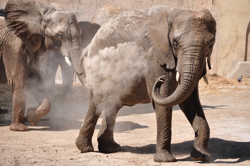 Elephant dusting off free photo