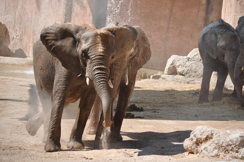 Elephants playing at zoo free photo