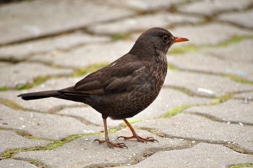 Female blackbird walking on pavement free photo