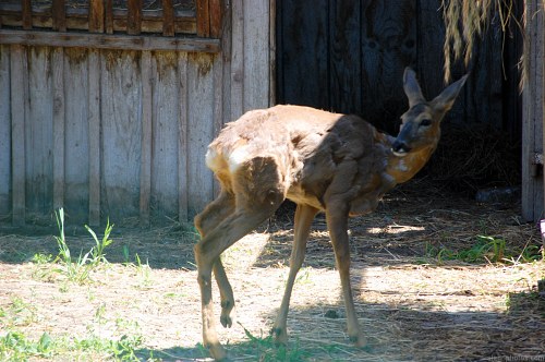 Female deer at zoo free photo