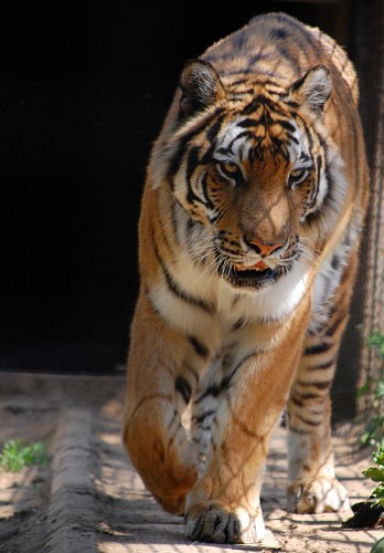 Fierce tiger running free photo