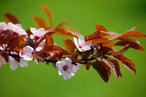 Fresh bloomed cherry free photo