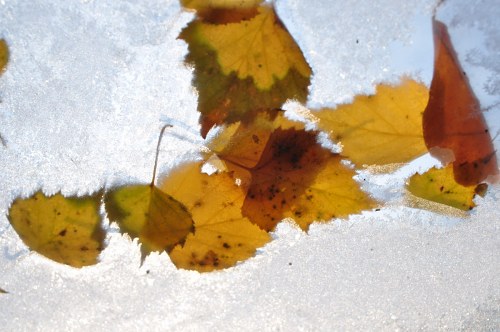 Frozen leafs free photo
