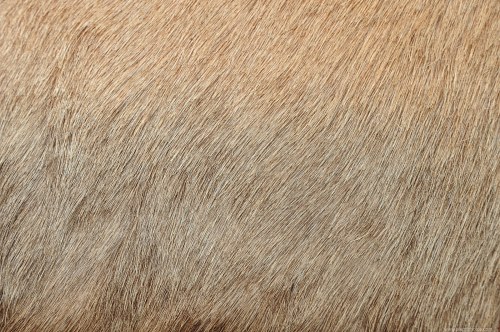 Fur texture free photo