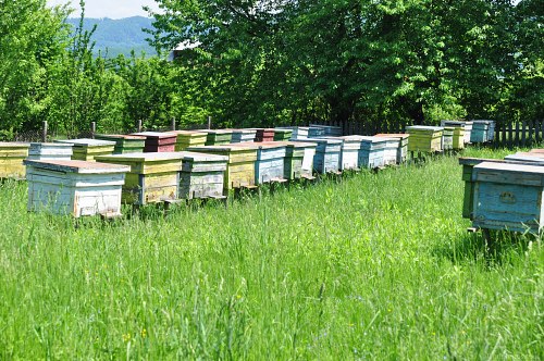 Garden bee hives free photo
