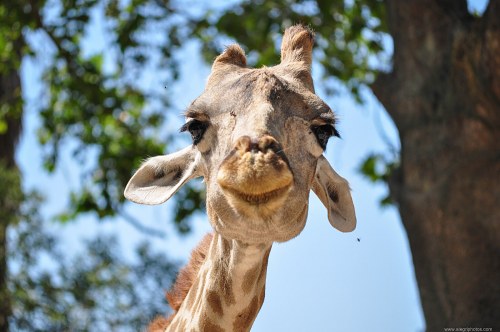 Giraffe face free photo