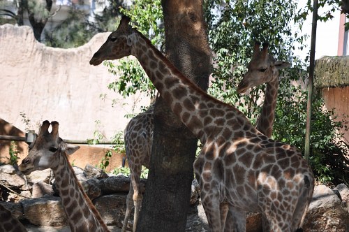 Giraffe familly free photo