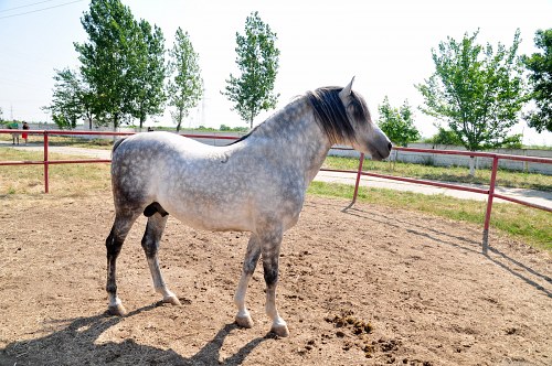 Gray stallion free photo