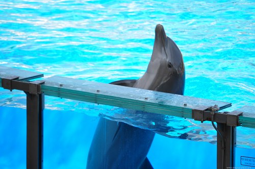 Happy dolphin at show free photo