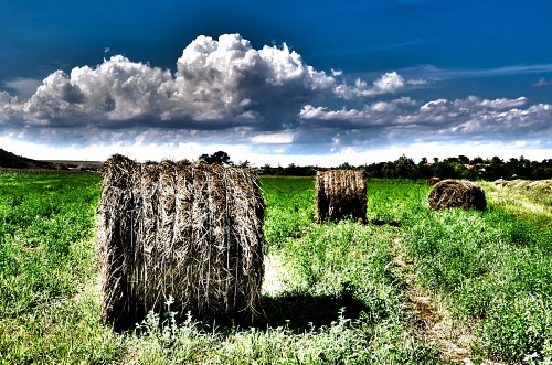 Hay rolls at farm free photo