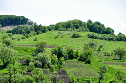 Hill with trees and crop fields free photo