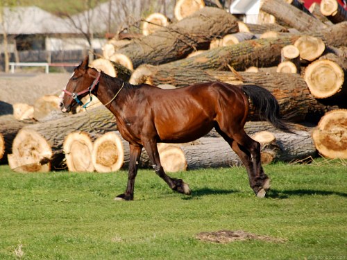 Horse galloping free photo