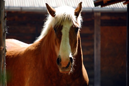 Horse portrait free photo