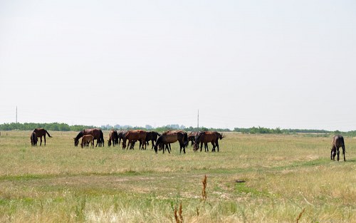 Horses on pasture free photo