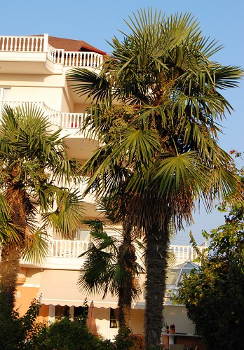 Hotel in tropical resort free photo