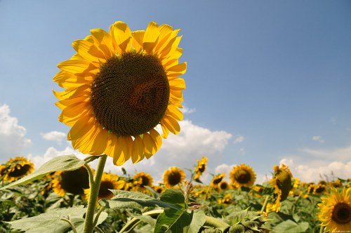 Isolated sunflower in field free photo