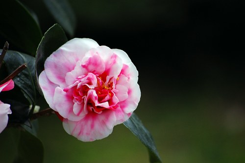 Japanese rose flower free photo