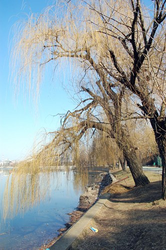 Lakeside willow free photo