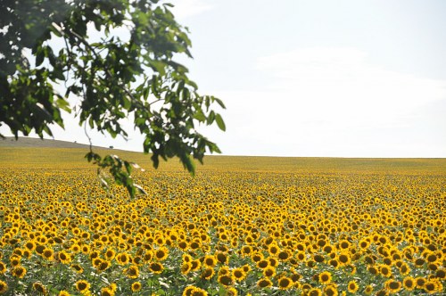 Large sunflower field free photo